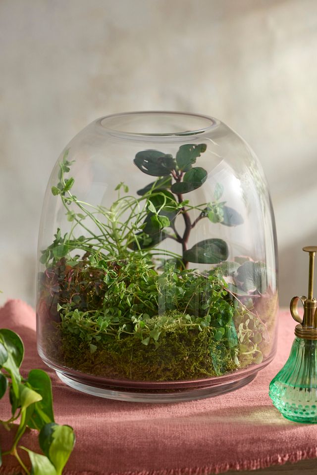 Oliver Footed Terrarium #2
