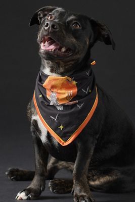Anthropologie Halloween Pet Bandana