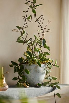 Antique Brass Star Plant Support