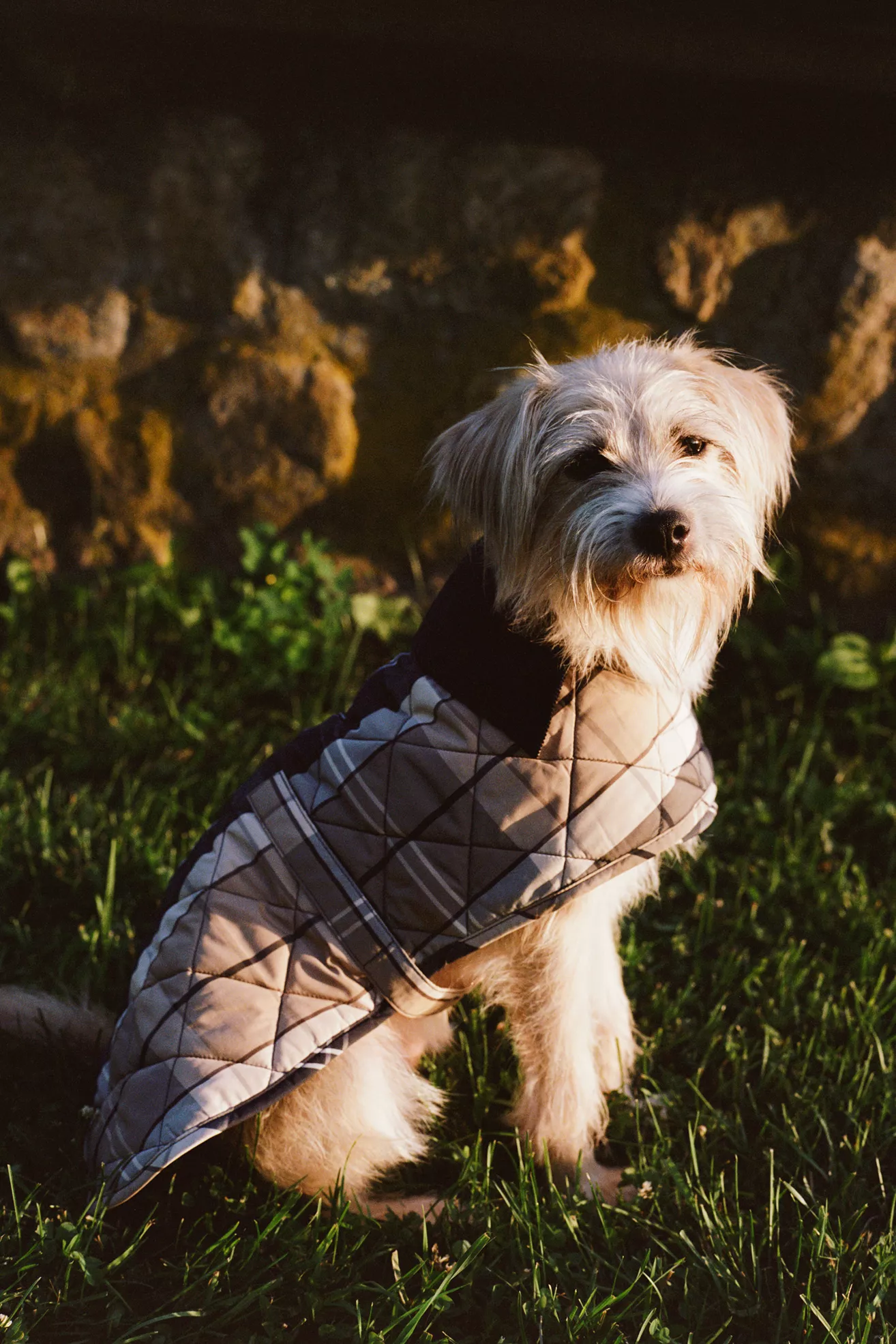 Barbour x Anthropologie Tartan Quilted Dog Coat