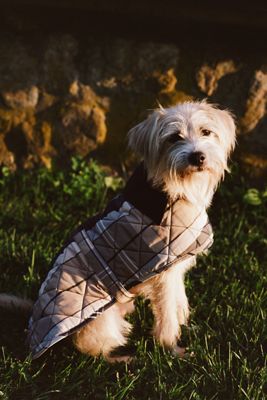 Barbour x Anthropologie Tartan Quilted Dog Coat