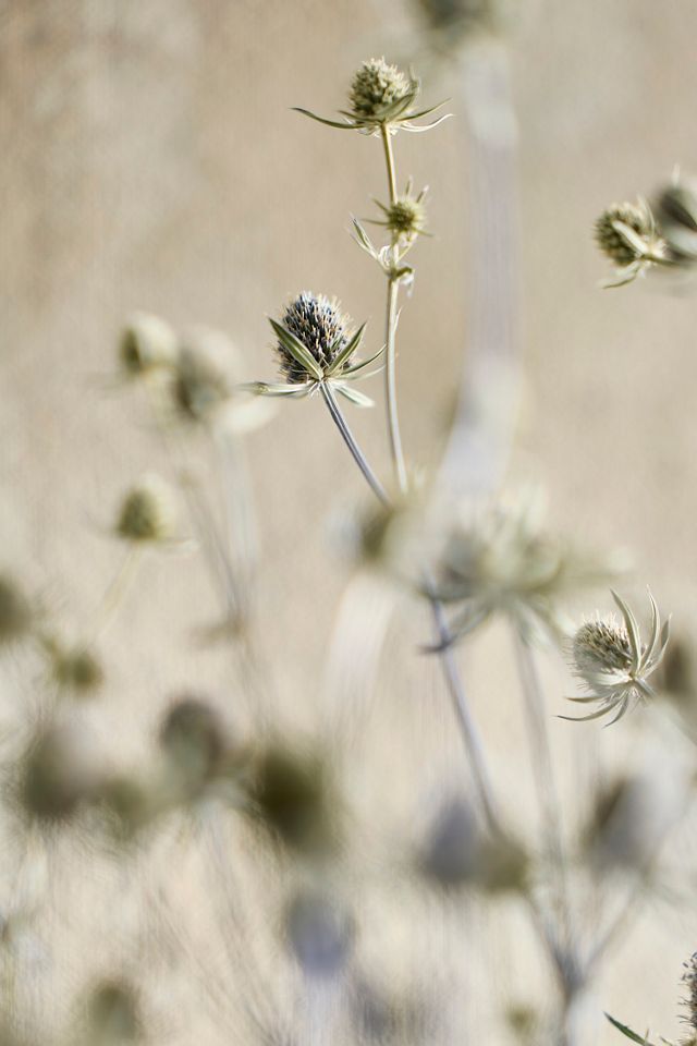 Dried Sea Holly Bunch #1