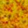 Lemon Yellow