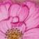 Lychee Rose