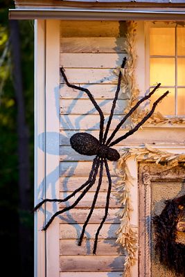 Giant Rattan Vine Spider