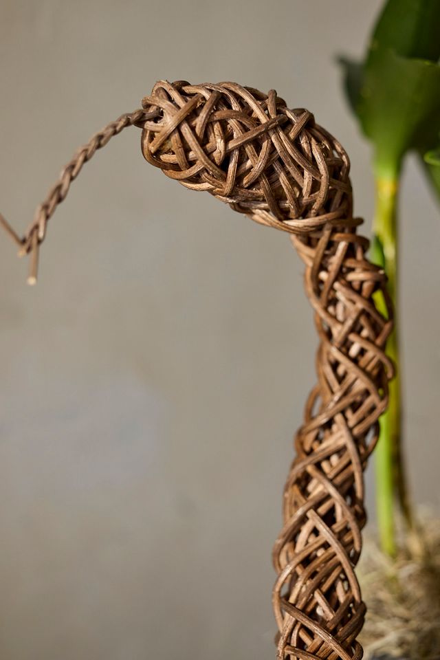Rattan Vine Coiled Snake #1