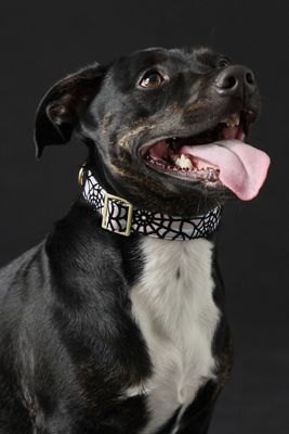 Holographic Spiderweb Dog Collar