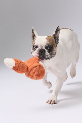 Fox 2-in-1 Bounce Dog Toy