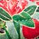 Green Pattern