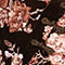 Brown Floral