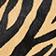 Brown Zebra