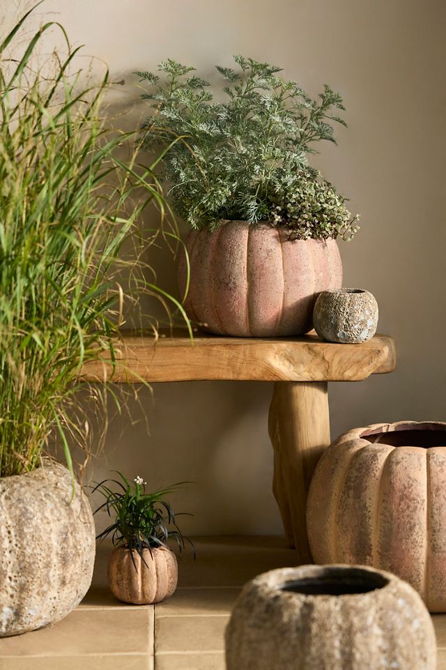Barnacle Mini Pumpkin Planter #2