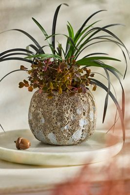 Barnacle Mini Pumpkin Planter