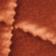 Cedar