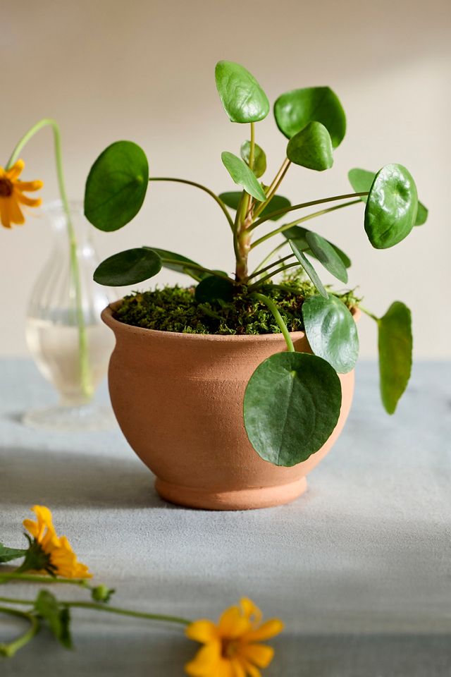 Round Rose Galestro Pot #2