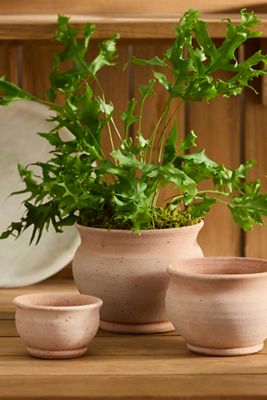 Round Rose Galestro Pot