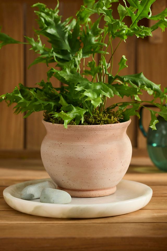 Round Rose Galestro Pot #2