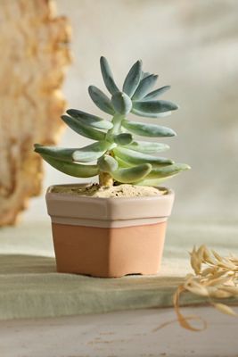 Dipped Hexagon Galestro Pot