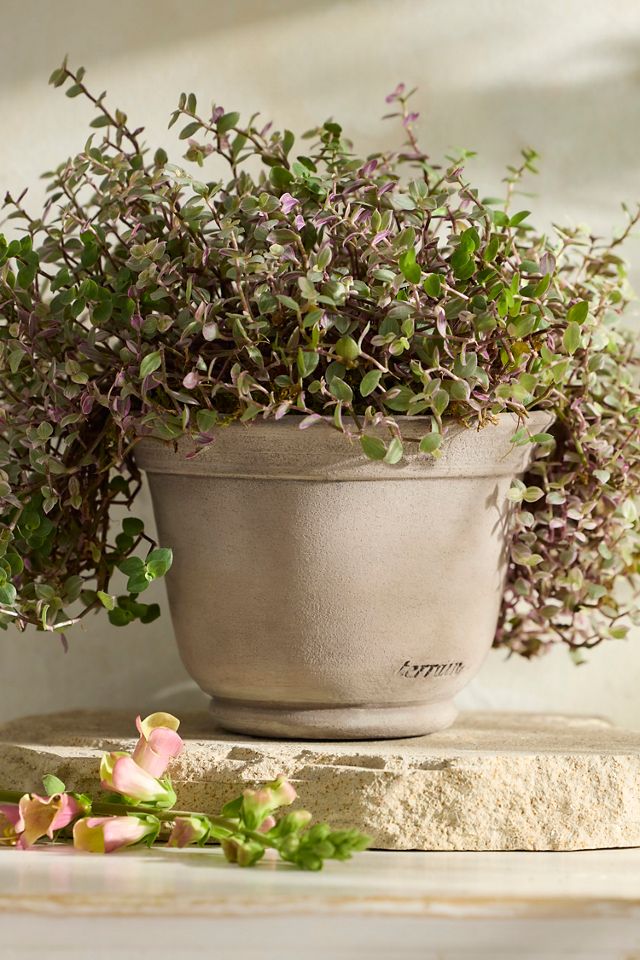 Grey Taper Galestro Pot #2
