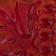 Multi