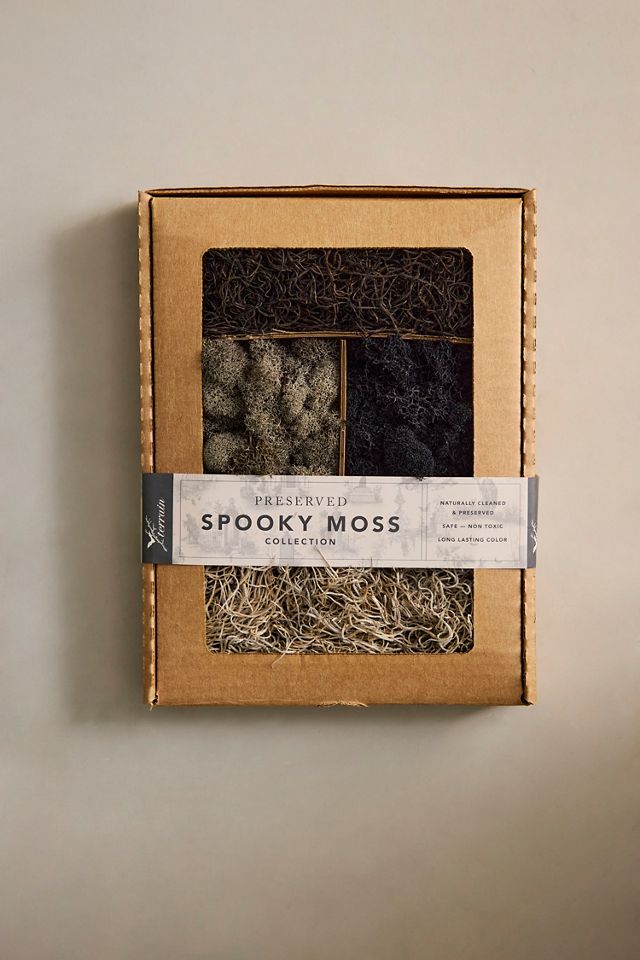 Spooky Preserved Moss Collection #1