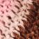 Brown Pattern