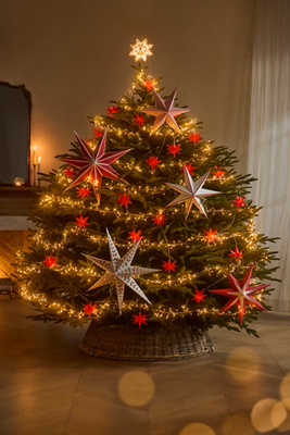 【美品】TheArth×NATAL DESIGN床上手 AIOT! ver. Terrain Artificial Nostalgic Pine, 7' | AnthroHome