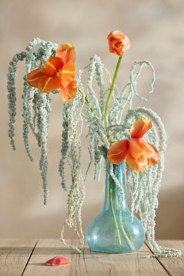 Preserved Hanging Amaranth Bunch