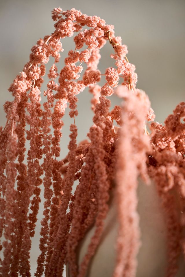Preserved Hanging Amaranth Bunch #1