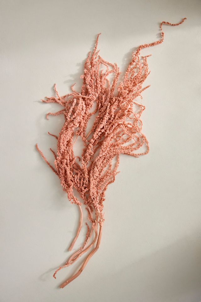 Preserved Hanging Amaranth Bunch #2
