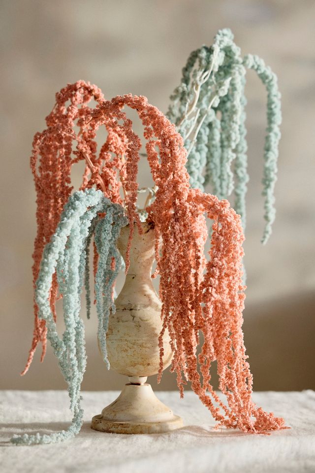 Preserved Hanging Amaranth Bunch #3