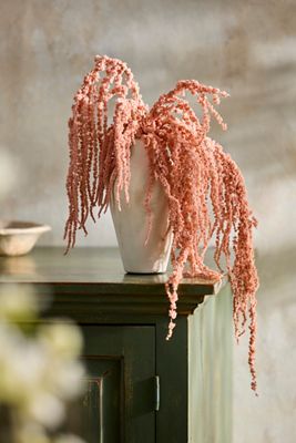 Preserved Hanging Amaranth Bunch