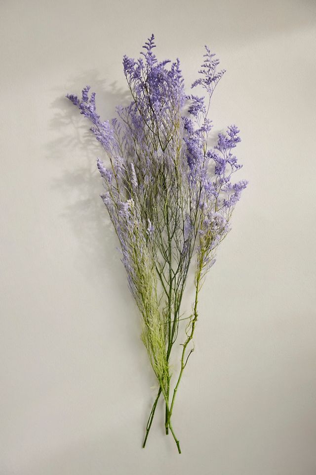 Preserved Caspia Bunch #2