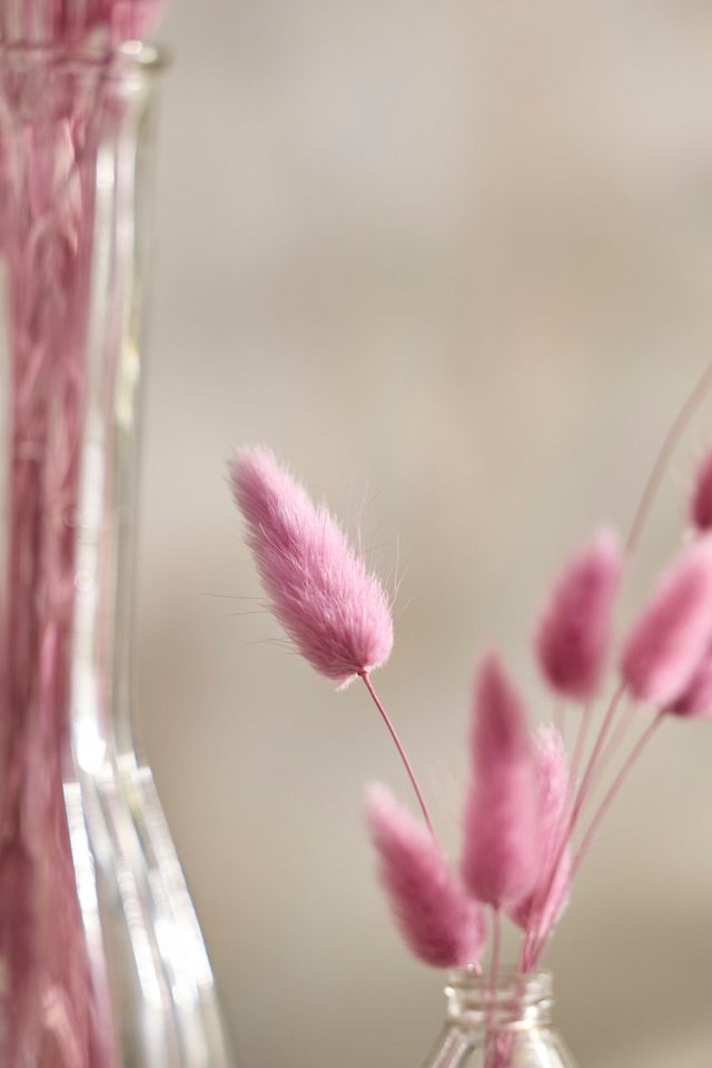 Preserved Pink Bunny Tails Bunch #1