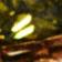 Yellow/Green
