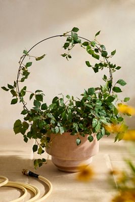 Iron Topiary Ring