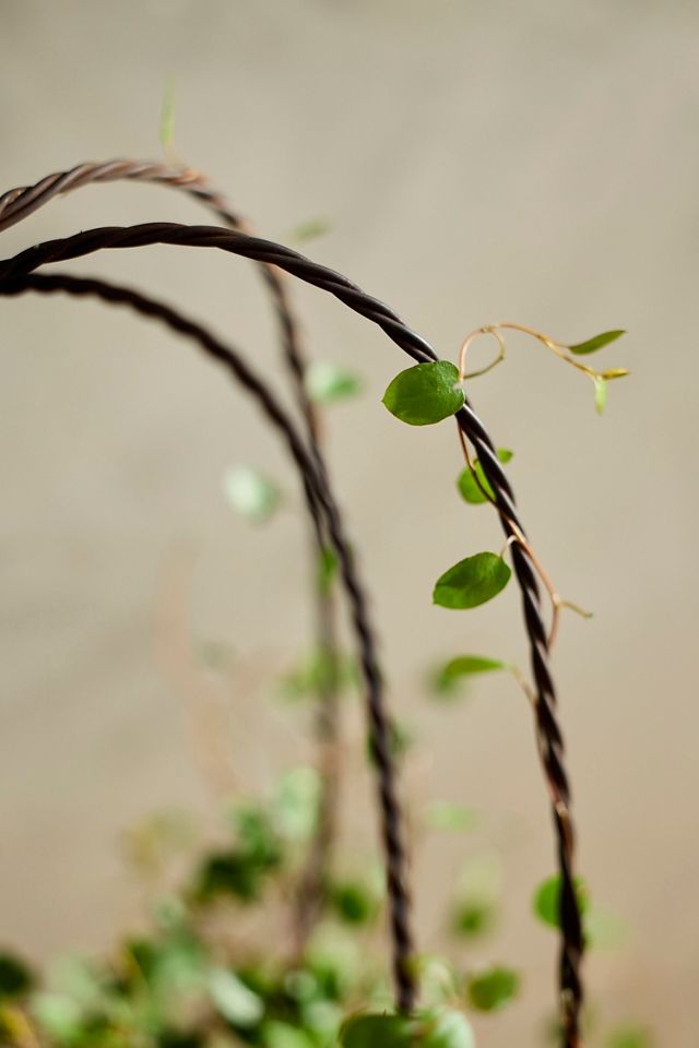 Rusted Iron Pumpkin Trellis #1