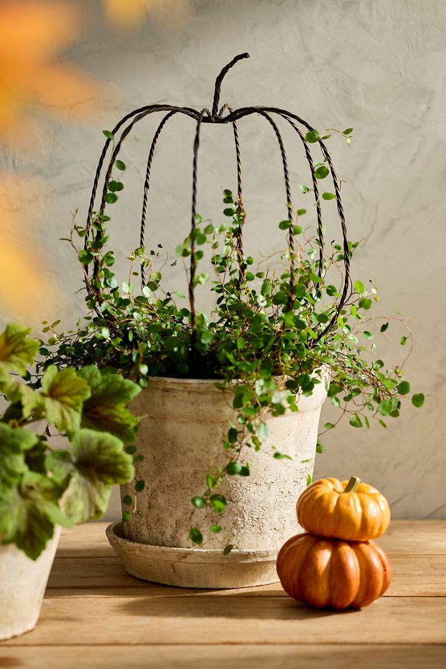Rusted Iron Pumpkin Trellis #2