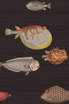 Acquario Ocean Fish Wallpaper