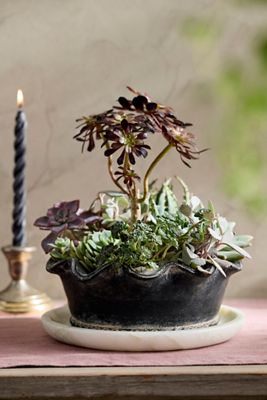 Black Terracotta Pie Crust Rim Planter, Low