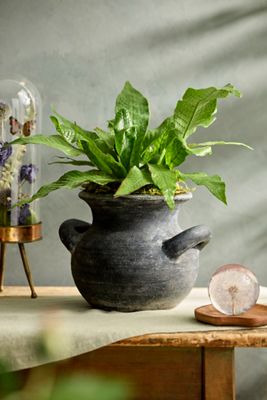 Black Terracotta Amphora Planter