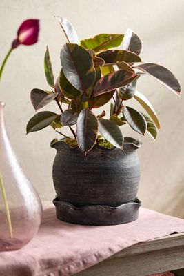Black Terracotta Pie Crust Rim Planter, Round