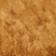 Chestnut