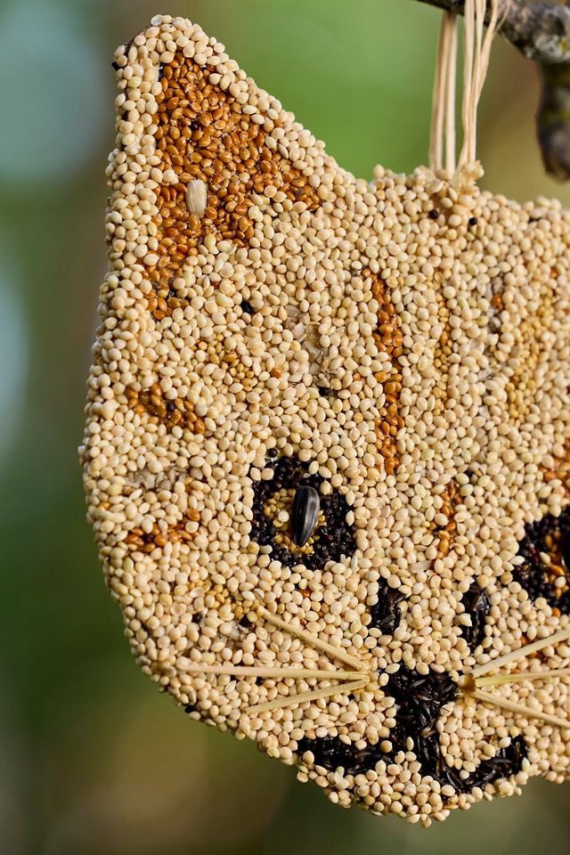 Bird Seed Cat #1