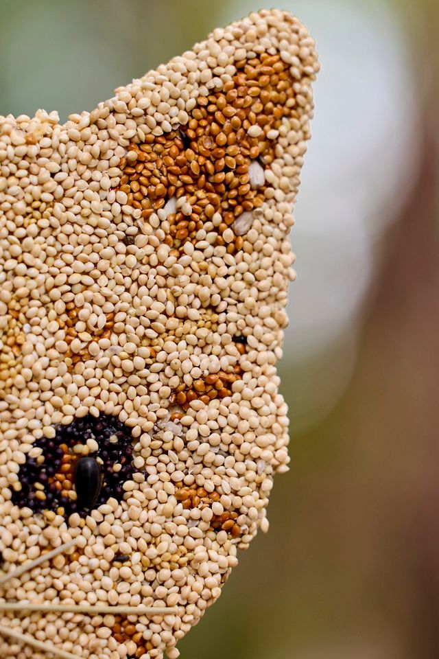 Bird Seed Cat #2