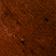 Tigers Eye