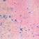 Pink Pattern