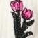 White / Pink Tulip