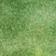 Washed Green
