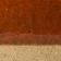 Dark Orange